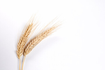Gold wheat spikelets isolated on white background
