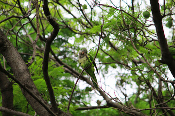 Pájaro entre los arboles - (verde, árbol, ramas, naturaleza)