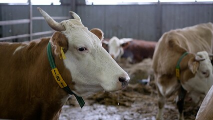 Obraz na płótnie Canvas Brown bull. Feeding cattle. Brown cow with big horns on the farm.
