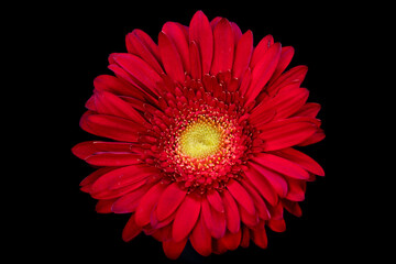 red gerbera flower isolated