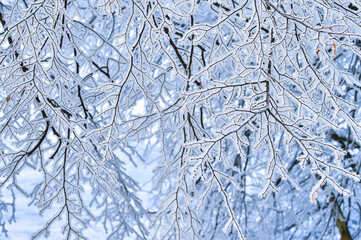 Tree branches thickly covered with frost at sunrise on a frosty winter morning. Background