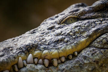 Obraz premium Nile Crocodile Crocodylus niloticus close up, eye, reptile