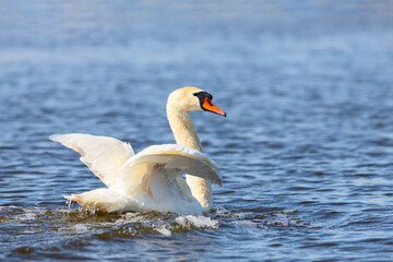 Mute swan (Cygnus olor) swimming in Volga river
