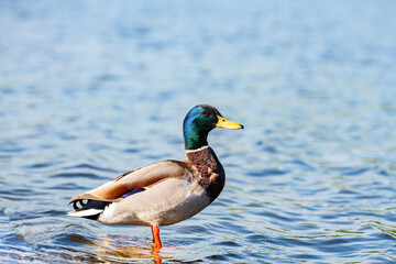Male duck (Mallard) staying on the stone in the river