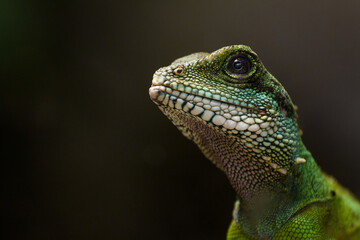 chinese water dragon, Physignathus cocincinus 
