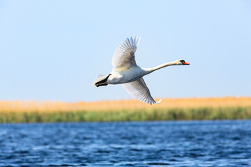 Swan flying under Volga river in the reeds
