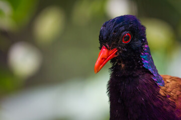 Green-naped pheasant pigeon, Otidiphaps nobilis 