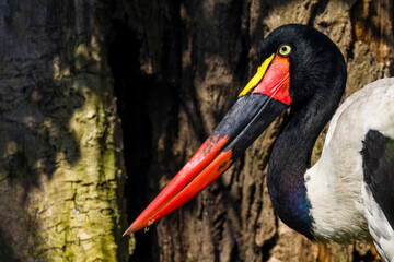 Saddlebill Stork, Ephippiorhynchus senegalensis
