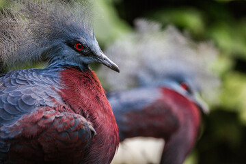 Scheepmaker's crowned pigeon, Goura scheepmakeri