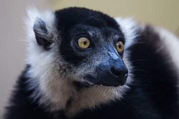 White Belted Ruffed Lemur,  Varecia variegata subcincta,   Madagascar