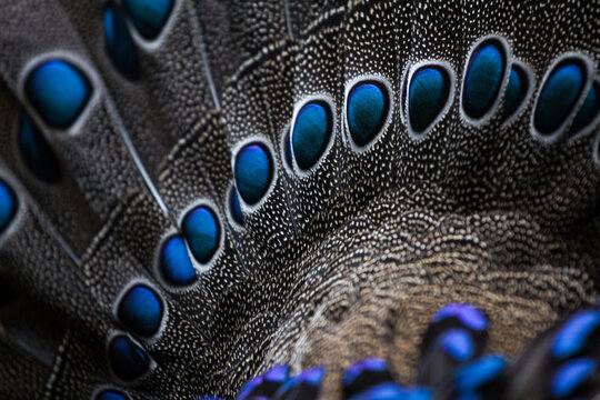 Palawan peacock pheasant, feathers, Phasianidae, Polyplectron napoleonis, peafowl