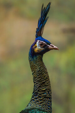 Palawan peacock pheasant, feathers, Phasianidae, Polyplectron napoleonis, peafowl