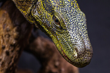 Yellow-headed banded water monitor, Philippine, Cuming's, Varanus cumingi