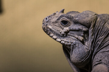 Fototapeta premium Rhinoceros iguana, Cyclura cornuta, lizard iguana