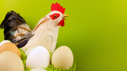 chicken and easter eggs on a bright background