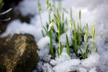 Stoff pro Meter Schneeglöckchen Frühlingsgruß © Susann Bausbach