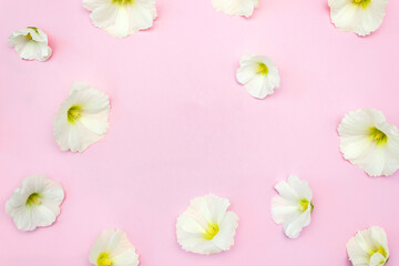 White mallow flowers on pink background. Top view, selective focus, copy space