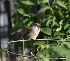 Immature nonbreeding house sparrow (Passer domesticus) perched on a tomato cage