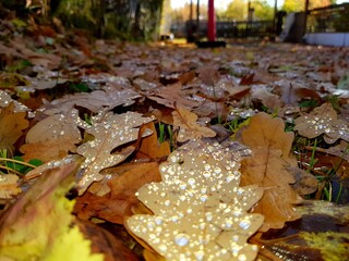 autumn leaves on the ground