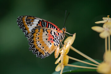 butterfly on a flower