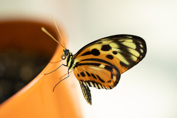 butterfly on an orange planter