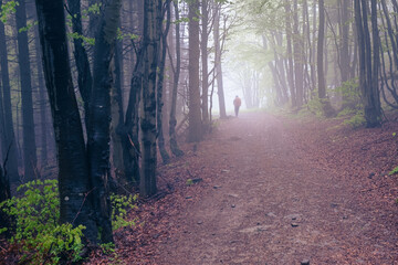 Fog in the forest at Velky Javornik, Czech Republic
