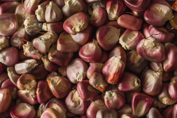 Detail of Mexican red corn, the grains are distinguished and underneath in the background a stone.