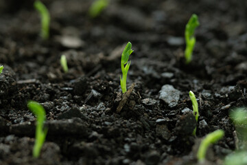young green plant sprouting in garden