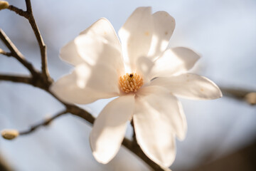 white magnolia flower