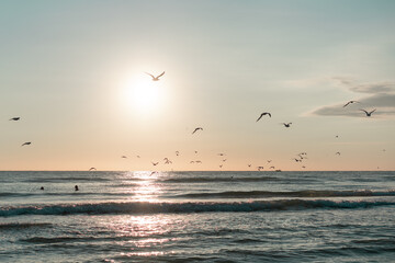 seagulls flying at sunset