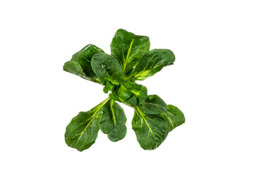 Lamb's lettuce ruminate immunda white background