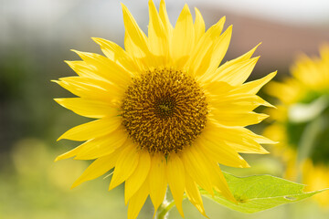 sunflower in the garden