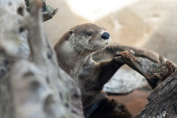 playful otter on the rock