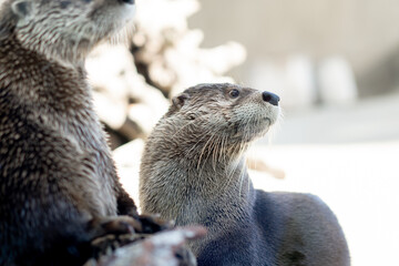 Obraz premium otter on the rock