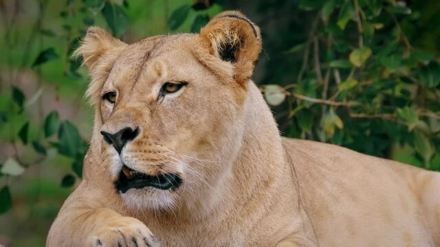 Southwest African lion (Panthera leo bleyenberghi), lioness roaring, animal sound