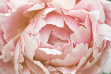 macro pink peony flower