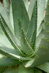 Closeup of the succulent known as red hot poker aloe (Aloe aculeata)