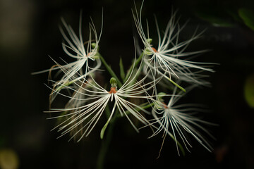 close up of white flower on black background
