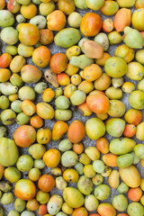 Flatlay of unripe underripe blemished tomatoes spread on a sack, Top view of green and orange tomatoes