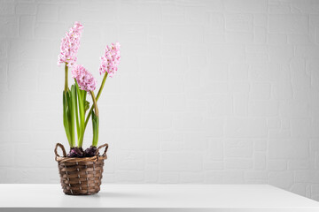 Pink blooming flower hyacinths in a pot on the white table in the apartment. International women's day gift, 8 marth card, mothers day card, space for text. Minimal hello spring concept