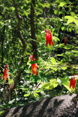 Eastern wild columbine (Aquilegia canadensis) in flower growing on a rock in a woodland setting