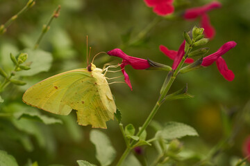yellow butterfly on a pink flower