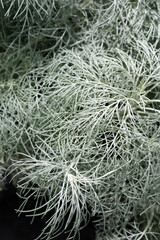 The foliage of Maui wormwood (Artemisia mauiensis)