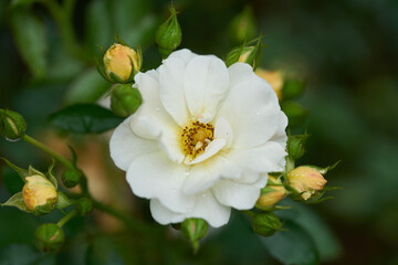 white rose