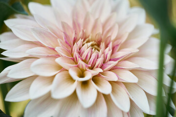 Fototapeta premium close up of pink dahlia