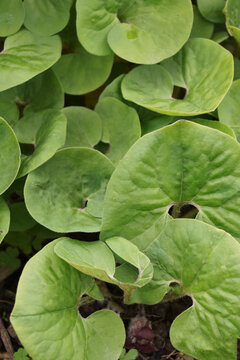 The Foliage (leaves) Of Canada Wild Ginger (Asarum Canadense)