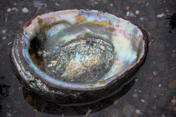 abalone shell close up