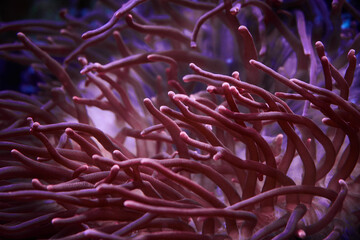 pink and purple coral underwater
