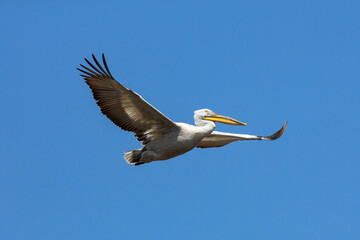 Dalmatian pelican flying in the blue sky near the Volga River and Caspian sea