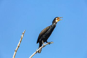 Great cormorant on the tree in the blue sky